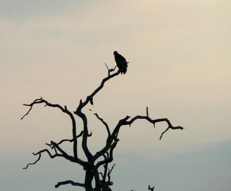 JAR 229.JPG - Sup vyhlíží nějakou tu mršinu.